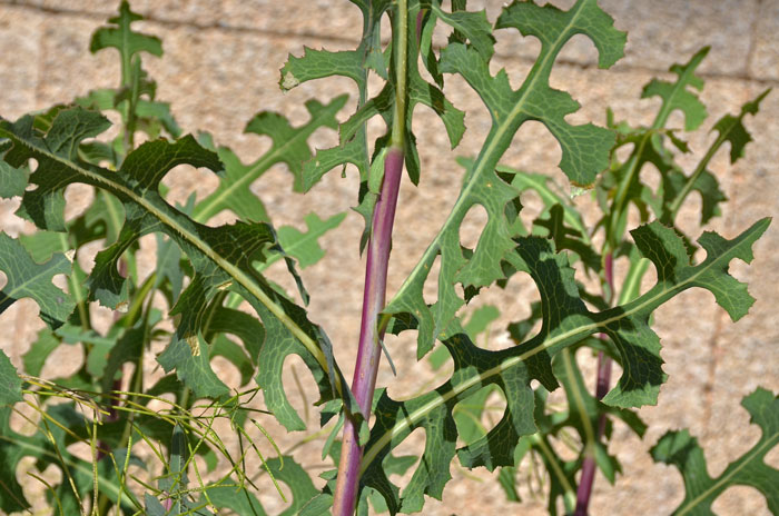 Lactuca serriola, Prickly Lettuce Lactuca serriola, Prickly Lettuce